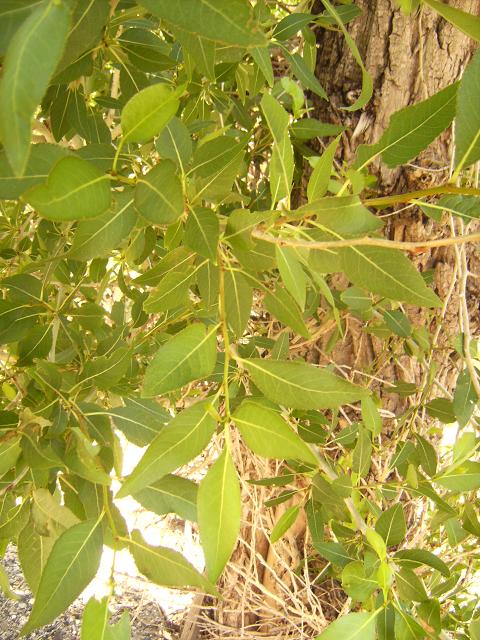 Cottonwood Leaves
